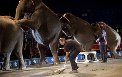 Animal handler Danny McRoberts scoops up after the elephants during a Cole Brother Circus of the Stars show in Myrtle Beach